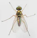 Chrysotus mundus - photo 3