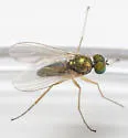 Chrysotus mundus - photo 4