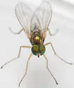 Chrysotus mundus - photo 5