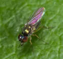 Chrysotus neopicticornis