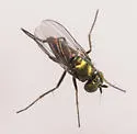 Chrysotus obliquus - Chrysotus obliquus