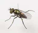 Chrysotus obliquus - photo 2