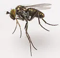 Chrysotus obliquus - photo 3