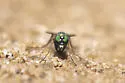 Chrysotus occidentalis - Chrysotus occidentalis