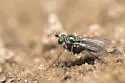 Chrysotus occidentalis - photo 2