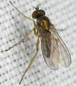 Chrysotus pallipes