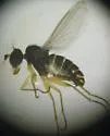 Chrysotus picticornis