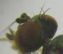 Chrysotus picticornis - photo 2