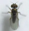 Chrysotus picticornis - photo 3