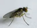 Chrysotus picticornis - photo 4