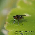 Chrysotus simulans