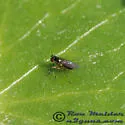 Chrysotus simulans - photo 2