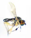 Chrysotus simulans - photo 3