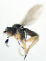 Chrysotus simulans - photo 4