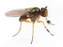 Chrysotus simulans - photo 5