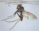 Chrysotus spectabilis