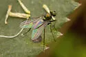 Chrysotus spectabilis - photo 2