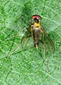 Chrysotus spectabilis - photo 3