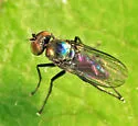 Chrysotus subcostatus - Chrysotus subcostatus