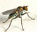 Chrysotus subcostatus - photo 2