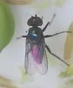 Chrysotus subcostatus - photo 3