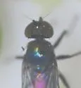 Chrysotus subcostatus - photo 4