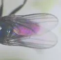 Chrysotus subcostatus - photo 5