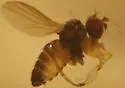 Chrysotus tarsalis