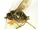 Chrysotus tarsalis - photo 2