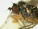Chrysotus tarsalis - photo 3