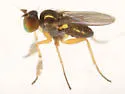 Chrysotus tarsalis - photo 4