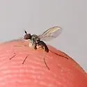 Chrysotus tennesseensis