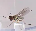 Chrysotus tennesseensis - photo 2