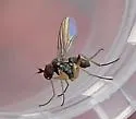 Chrysotus tennesseensis - photo 3