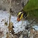 Chrysso albomaculata