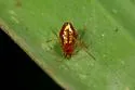 Chrysso albomaculata - photo 2