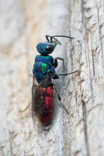 Chrysura austriaca