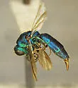 Chrysura crescentis