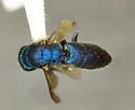 Chrysura crescentis - photo 2