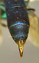 Chrysura crescentis - photo 3