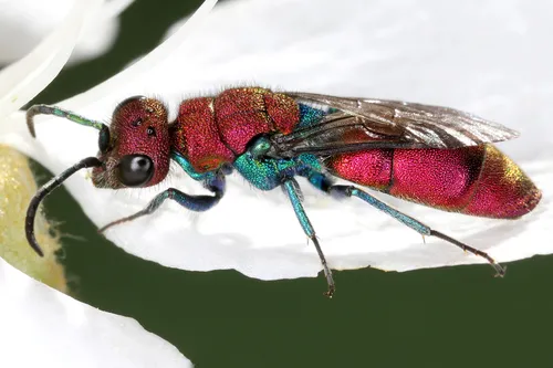 Chrysura cuprea
