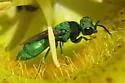 Chrysura inusitata