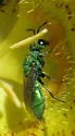 Chrysura inusitata - photo 2