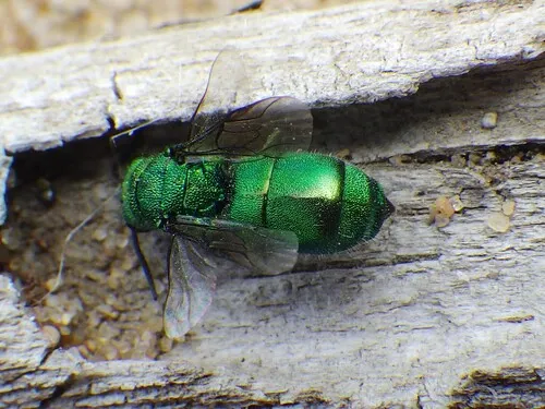 Chrysura pacifica