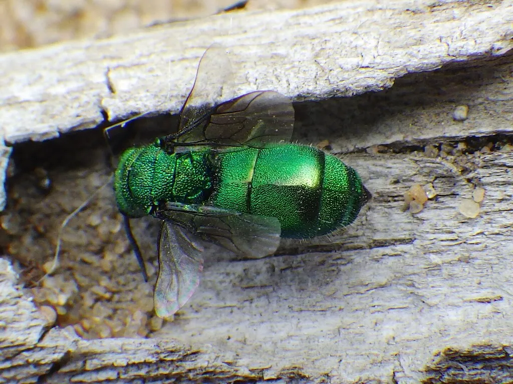 Chrysura pacifica - photo 2