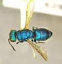 Chrysura sagmatis