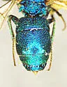 Chrysura sagmatis - photo 2