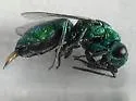 Chrysura sagmatis - photo 3