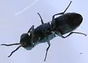 Chrysura sagmatis - photo 4