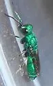 Chrysura sagmatis - photo 5